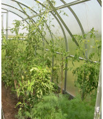 Arkveida siltumnīca KLASIKA 18, 6 mm segums