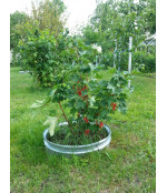 Gredzenveida metāla apmale augiem (100x480 mm), krāsota