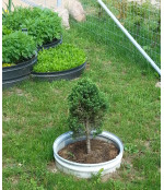 Gredzenveida metāla apmale augiem (100x480 mm), krāsota